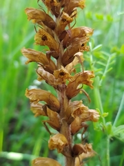 Orobanche picridis