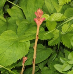 Orobanche caryophyllacea