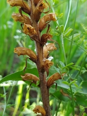 Orobanche picridis