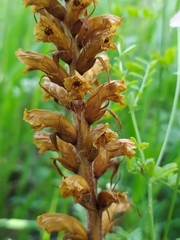 Orobanche picridis