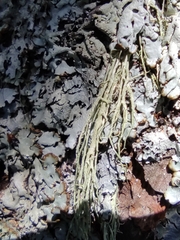 Evernia divaricata