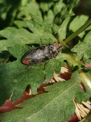 Prosternon tessellatum