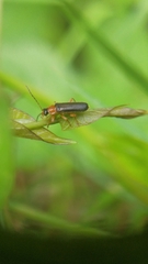 Cantharis nigra