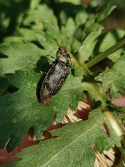 Prosternon tessellatum