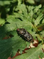 Prosternon tessellatum