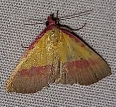 Phytometra rhodarialis