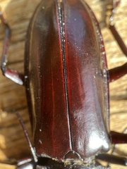 Hovorodon bituberculatus