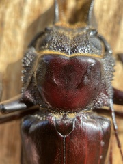 Hovorodon bituberculatus