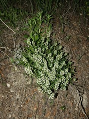 Reseda phyteuma phyteuma