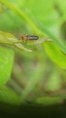 Cantharis nigra