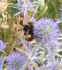 Bombus