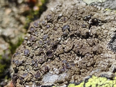 Protoparmelia badia