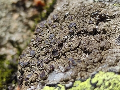 Protoparmelia badia