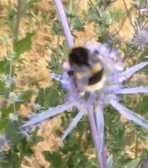 Bombus