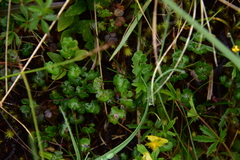 Thalictrum alpinum