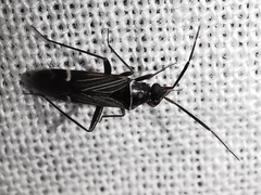 Cremnocephalus matocqi