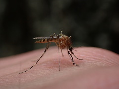 Coquillettidia perturbans