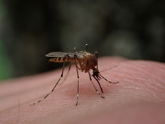 Coquillettidia perturbans