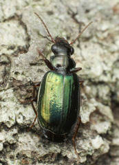 Coptodera aerata