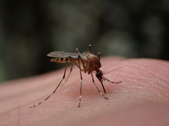 Coquillettidia perturbans