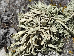 Ramalina capitata
