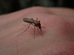 Coquillettidia perturbans
