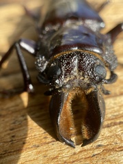 Hovorodon bituberculatus