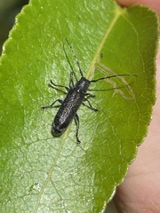 Saperda calcarata