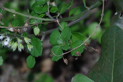 Plectranthus lucidus