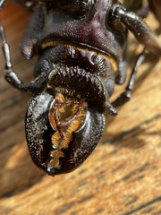 Hovorodon bituberculatus