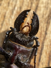 Hovorodon bituberculatus