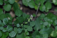 Plectranthus lucidus