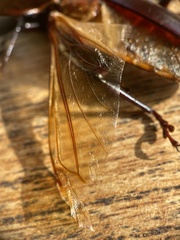 Hovorodon bituberculatus