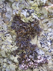 Cornicularia normoerica