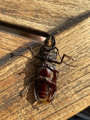 Hovorodon bituberculatus