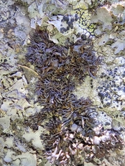 Cornicularia normoerica