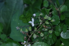 Plectranthus lucidus