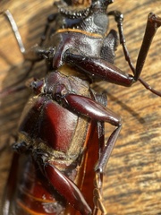 Hovorodon bituberculatus