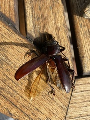 Hovorodon bituberculatus