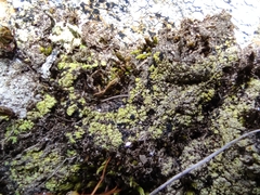 Arthrorhaphis citrinella