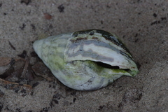 Lissachatina immaculata