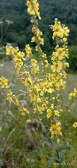 Verbascum chaixii