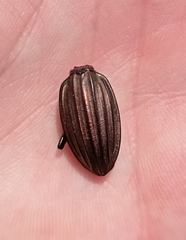 Carabus melancholicus