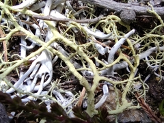 Alectoria ochroleuca