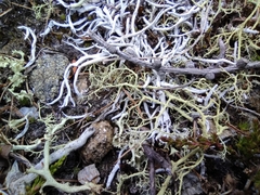 Alectoria ochroleuca