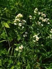 Galium rubioides