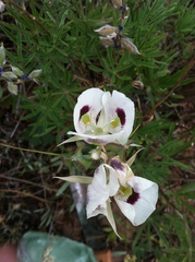 Calochortus eurycarpus