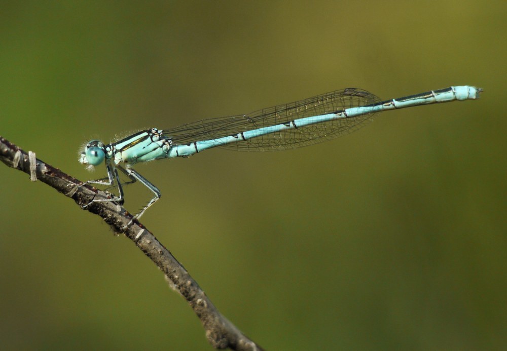 Blue-eye