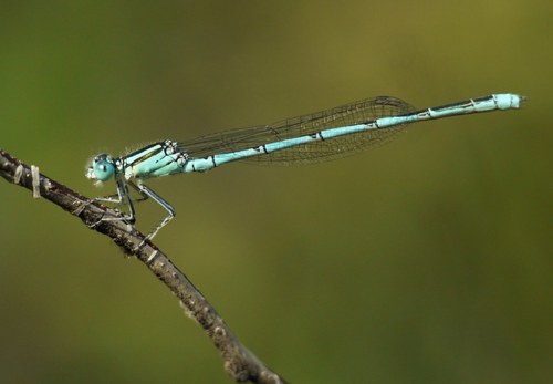 Goblet-marked Damselfly