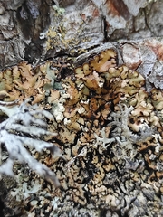Hypogymnia bitteri